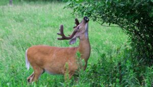 landscape design deer tolerant plants