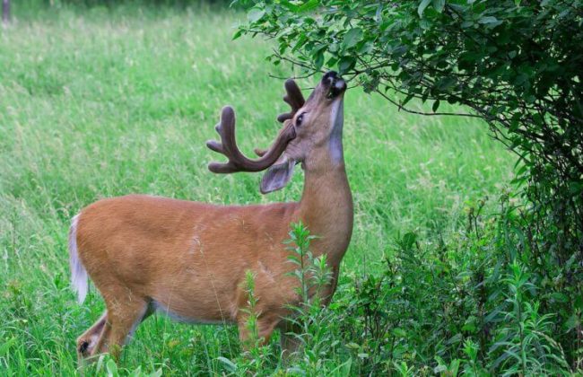 landscape design deer tolerant plants